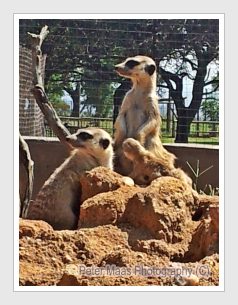 Meerkats, Lion Park, Cradle of Humankind, Half day tour